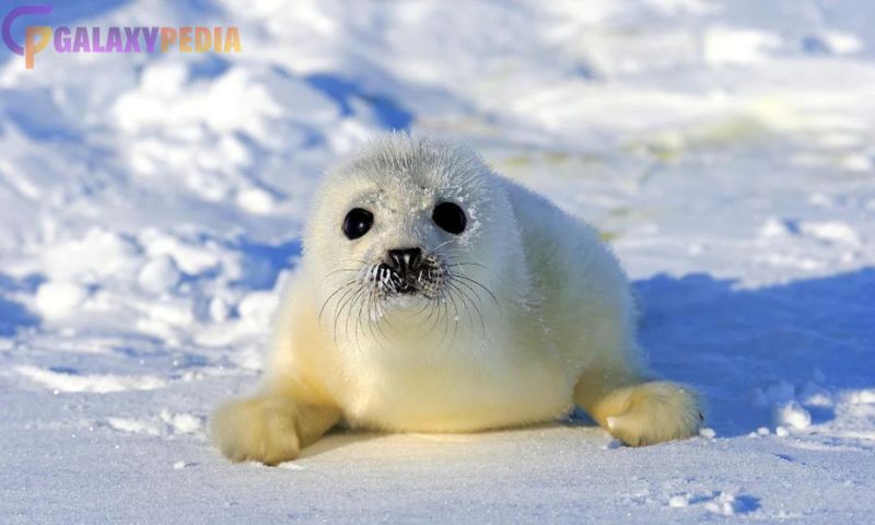 cute sea animals